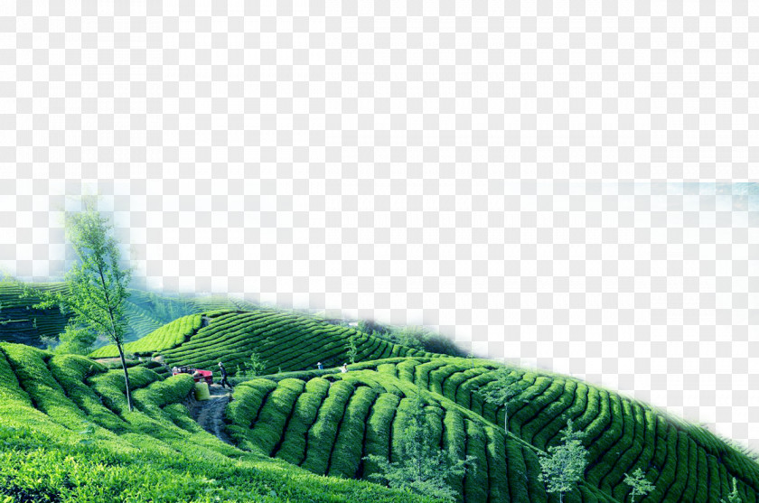 Green Tea Field Oolong Garden PNG