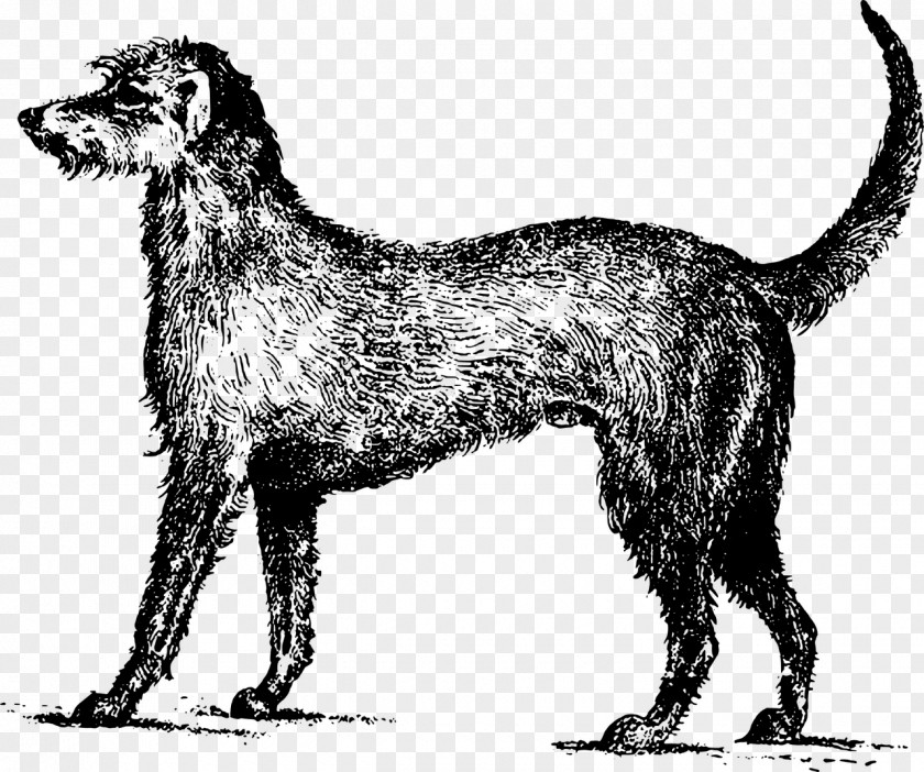 Irish Wolfhound Terrier Ireland Lurcher Clip Art PNG