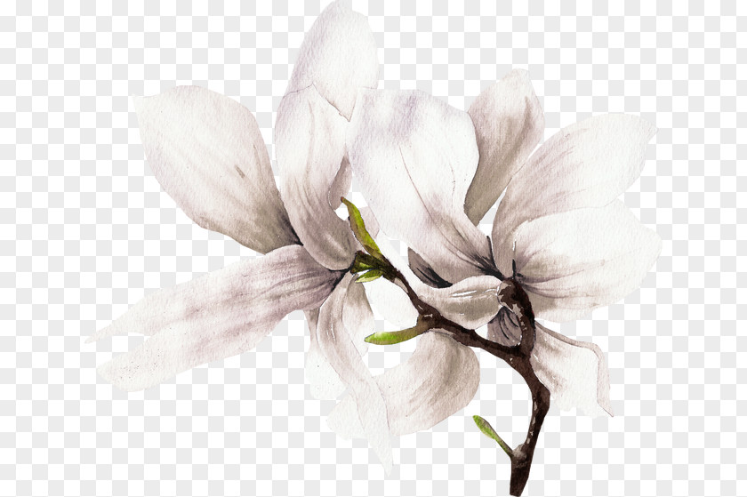 White Flowers PNG