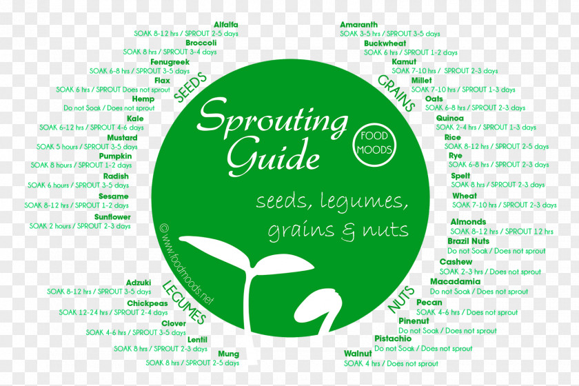 Bean Sprouts Brand Logo Green Font PNG