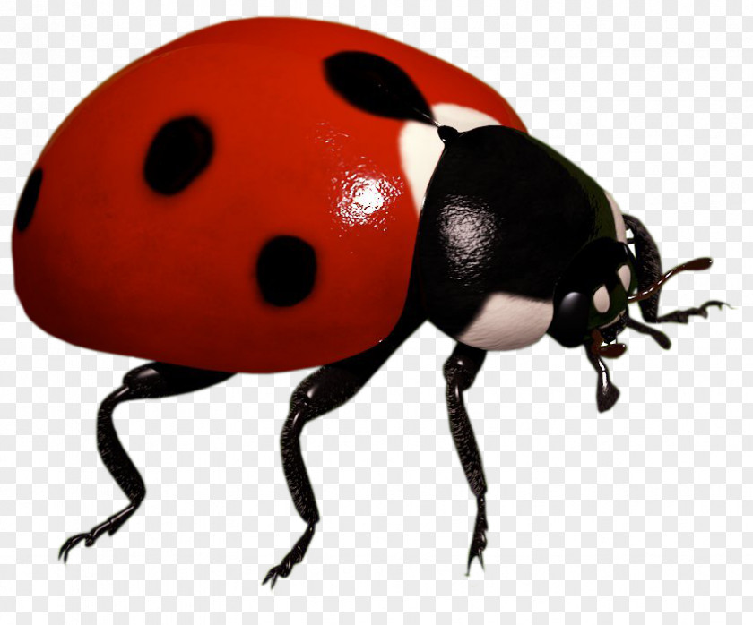 Insect Ladybird Beetle Clip Art PNG