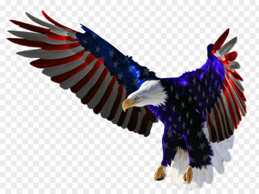 United States Flag Of The Independence Day Bald Eagle PNG