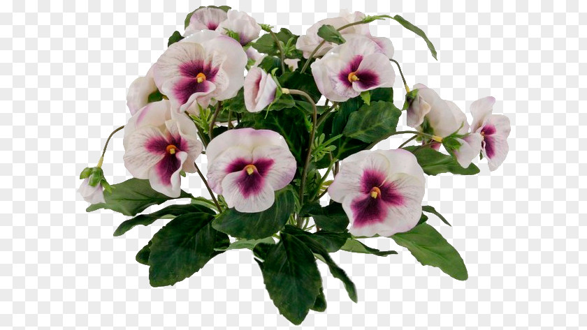 Violet Pansy Animaatio Annual Plant Daytime PNG