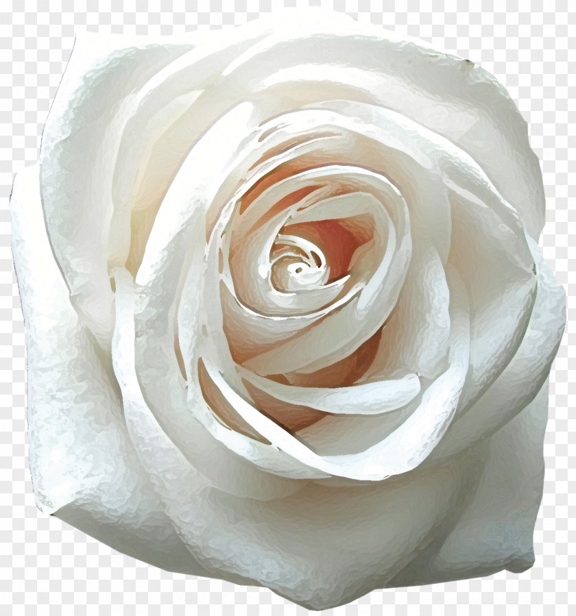 White Roses Rose Desktop Wallpaper Flower Mobile Phones PNG