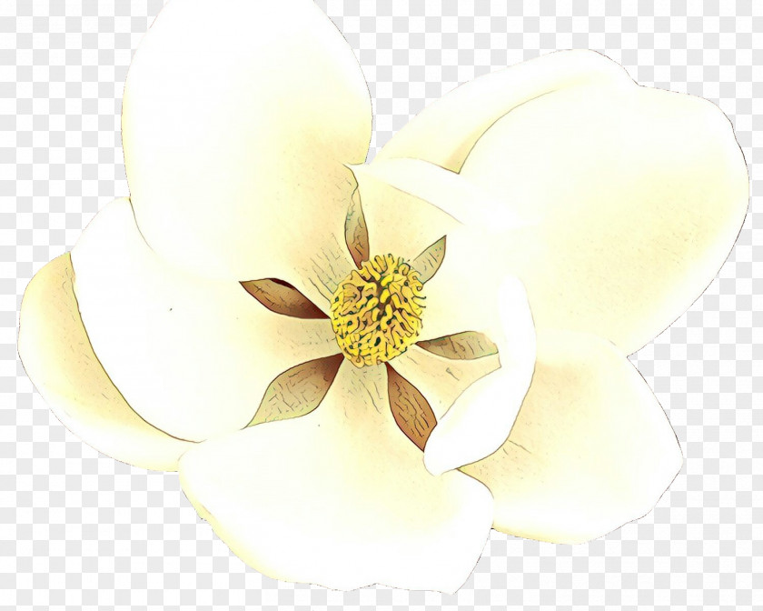 Wildflower Southern Magnolia White Petal Flower Plant PNG