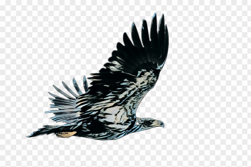 Beak Vulture Bird Eagle Of Prey Bald Accipitridae PNG