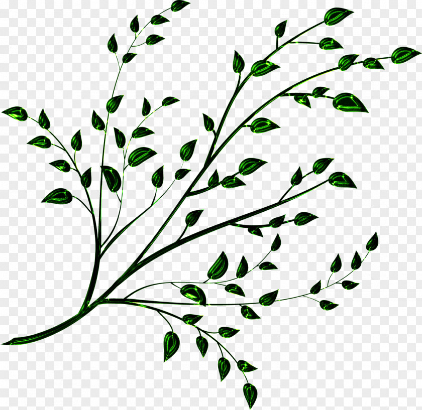 Branches Plant Stem Tree Twig Leaf Flora PNG