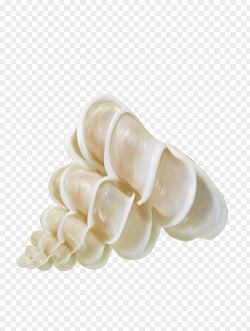 Conch Shell Material Sea Snail Seashell Icon PNG