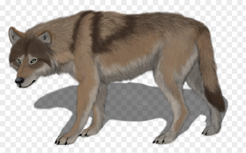 Maximus Saarloos Wolfdog Czechoslovakian Coyote Alaskan Tundra Wolf Red PNG