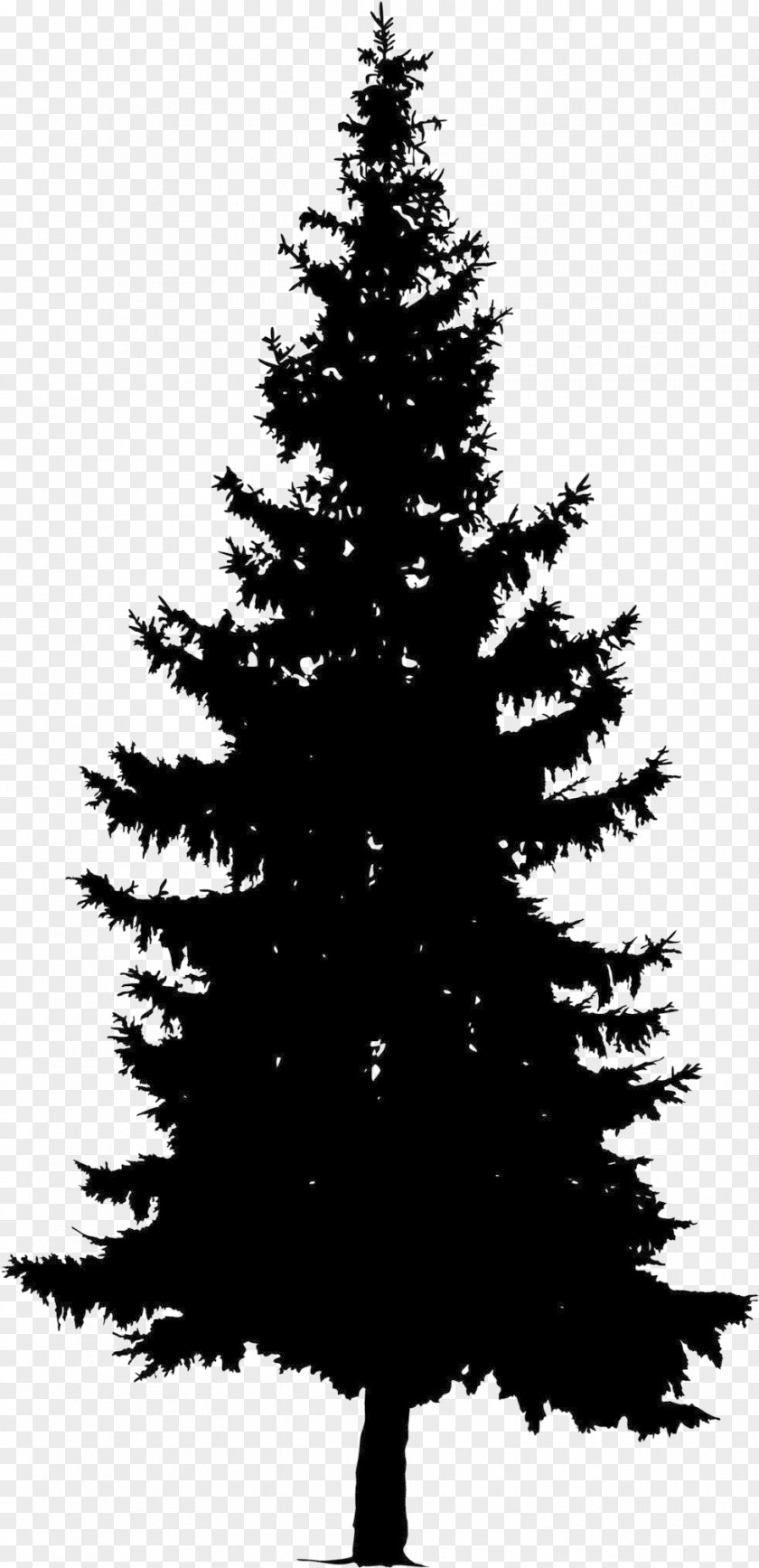 Temperate Coniferous Forest Trunk Christmas Black And White PNG