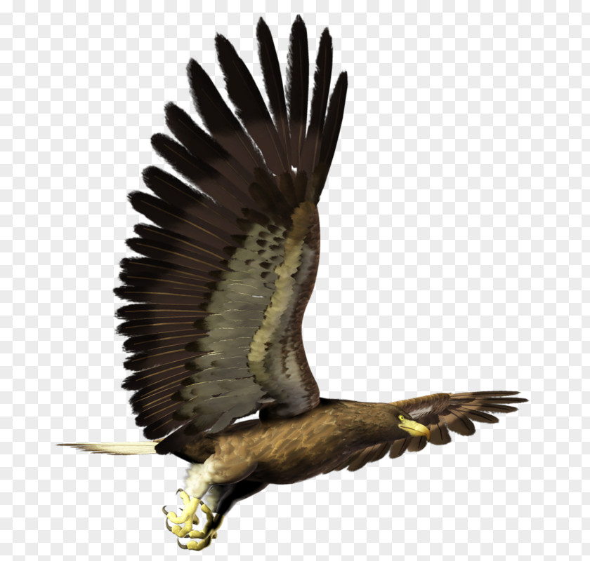 Eagle Bird Hawk Buzzard Blog PNG