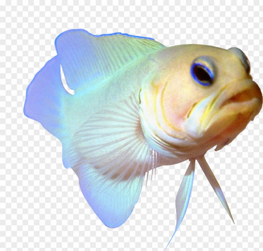 Fish Aquarium Tropical Download Adobe Photoshop PNG
