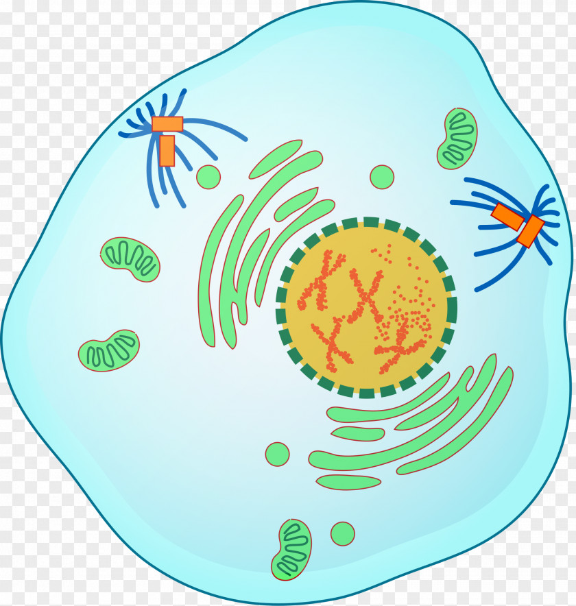 Prophase Mitosis Prometaphase Meiosis PNG