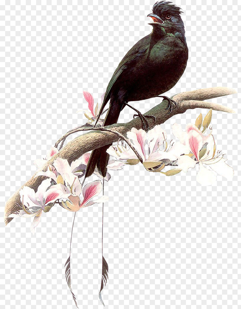 Birds Bird Painting Artist Drawing PNG