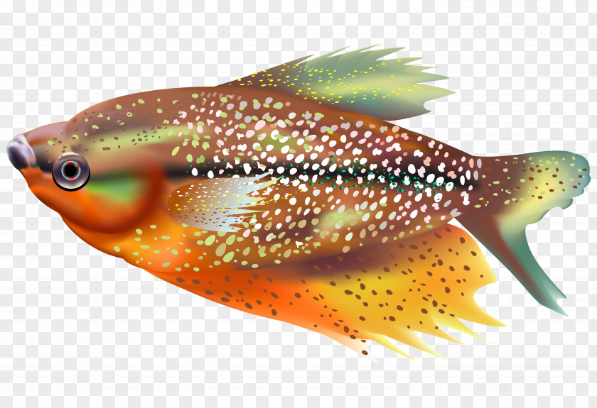 Cartoon Tropical Fish Material Marine Biology PNG