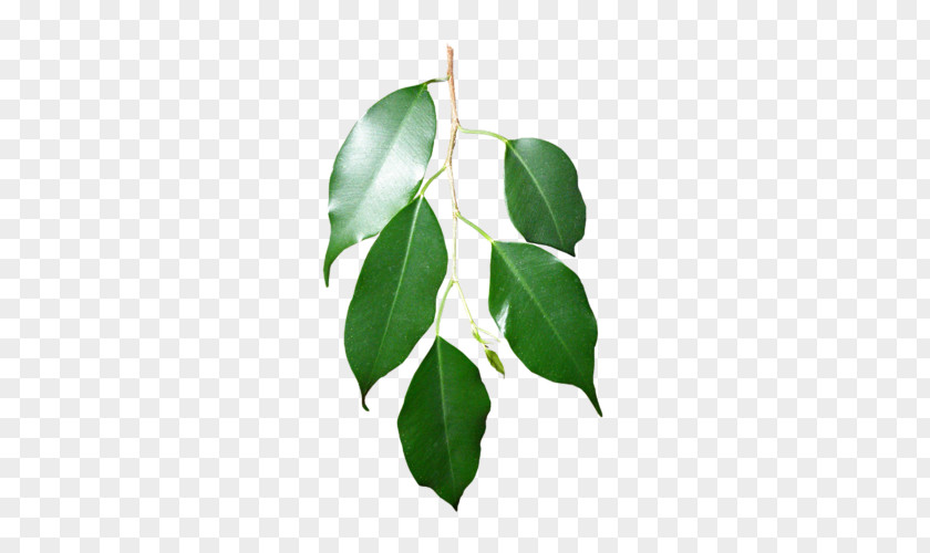 Leaf Branch Swamp Spanish Oak Plant Stem PNG