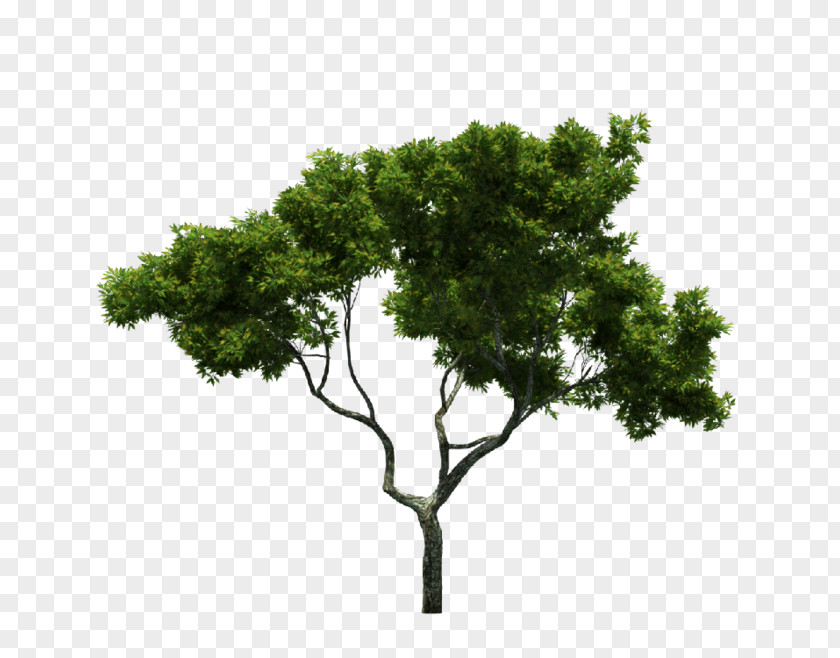 Trees,Branches,trunk,Trees,green,spring Tree Branch PNG