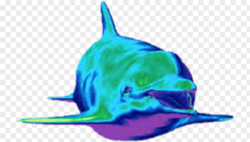 Animation Dolphin Giphy Android PNG