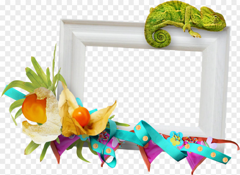 Bae Picture Frames Organism PNG