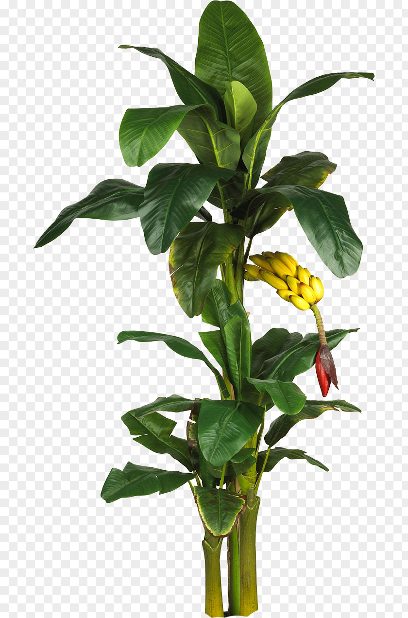 Banana Leaves Latundan Tree Plant Leaf PNG
