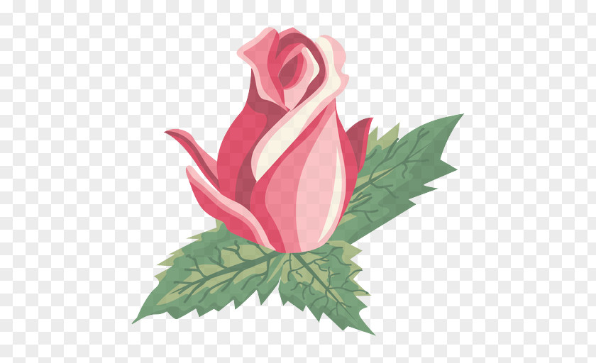 Rose Family Flowering Plant PNG