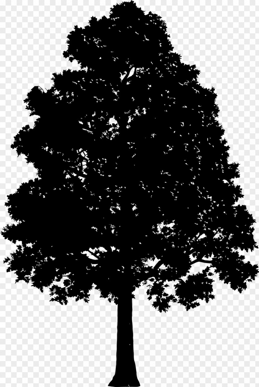 Tree Drawing Silhouette Clip Art PNG