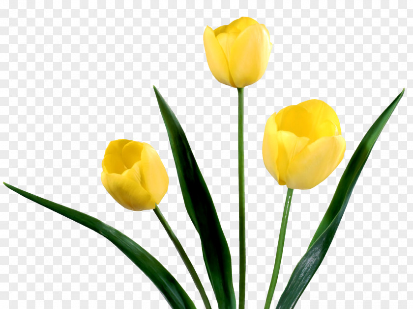 Tulip Netherlands Yellow Flower Bouquet PNG