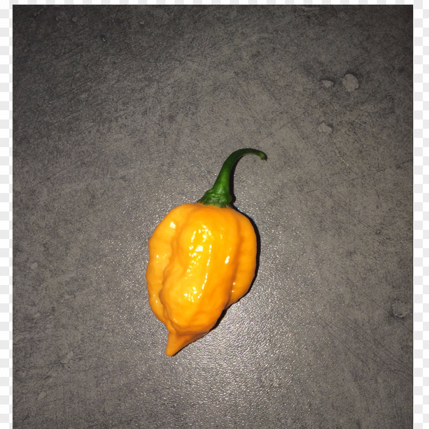 Chilly Chili Pepper Habanero Serrano Pasilla Bhut Orange Copenhagen PNG