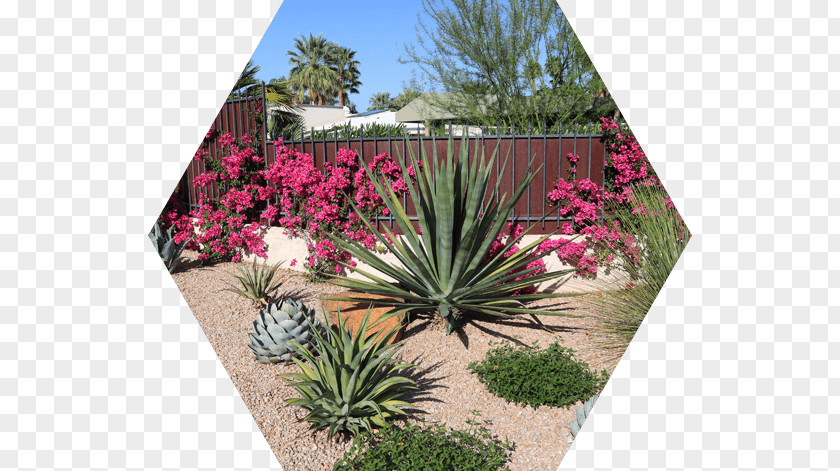 Desert-landscape Landscaping Garden Front Yard Landscape Architecture PNG