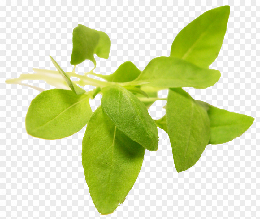 Leaves Herb Basil Leaf Vegetable Microgreen PNG