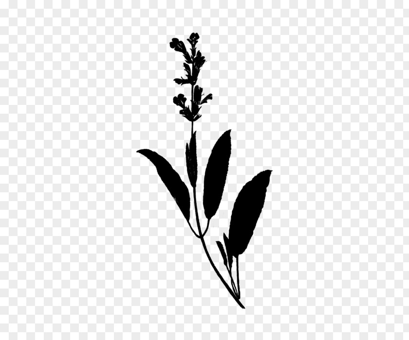 Rosemary Perriol Sa Plants Sage Plant Stem PNG