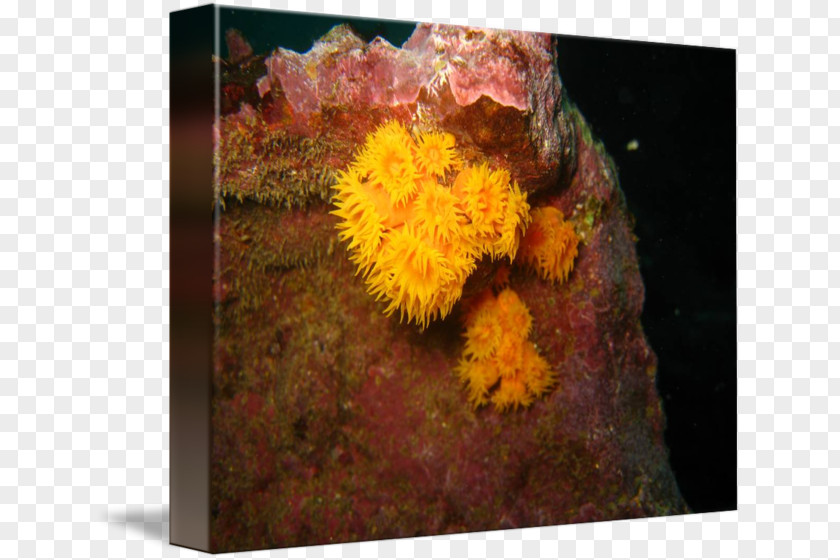 Sea Anemone Coral Still Life Chrysanthemum PNG