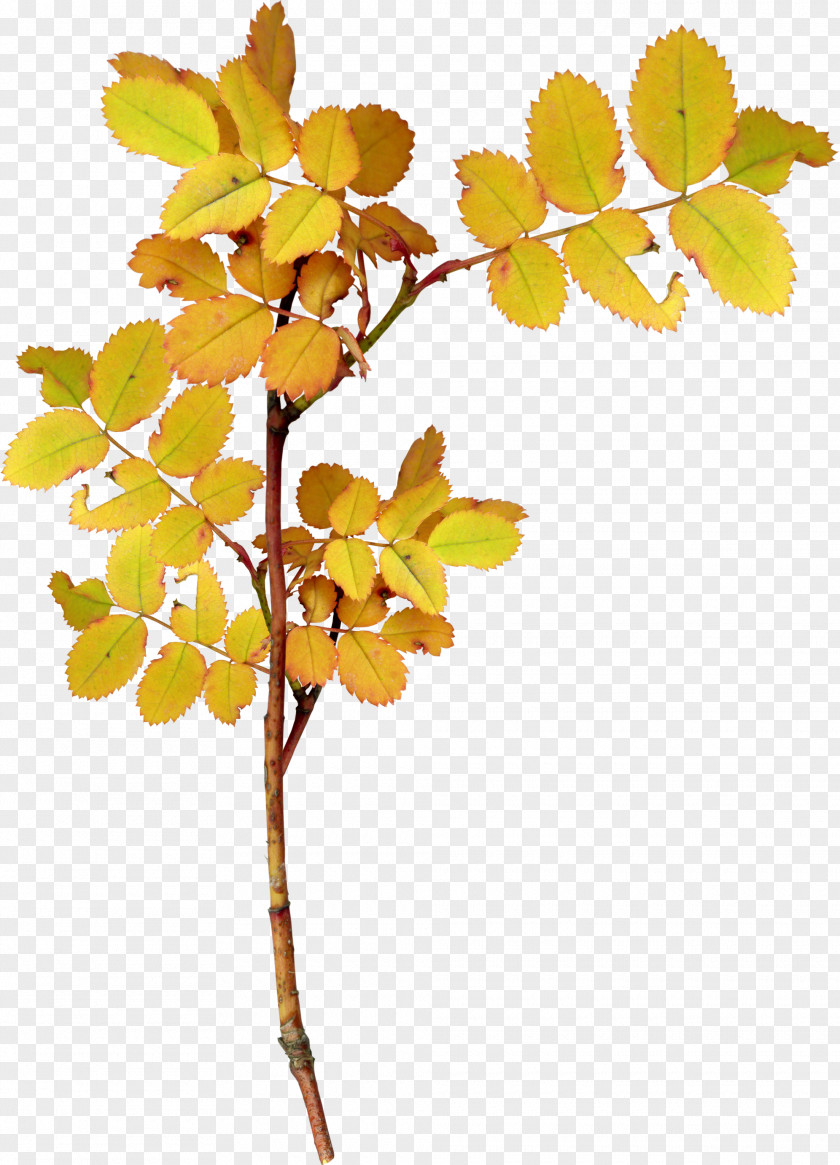 Autumn Leaves Of Plants Twig Leaf Plant PNG
