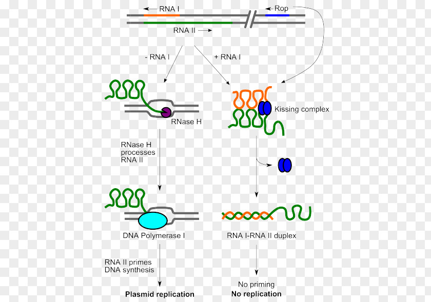 ColE1 Plasmid Origin Of Replication DNA PBR322 PNG
