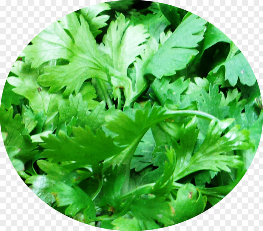Coriander Indian Cuisine Leaf Vegetable Herb PNG