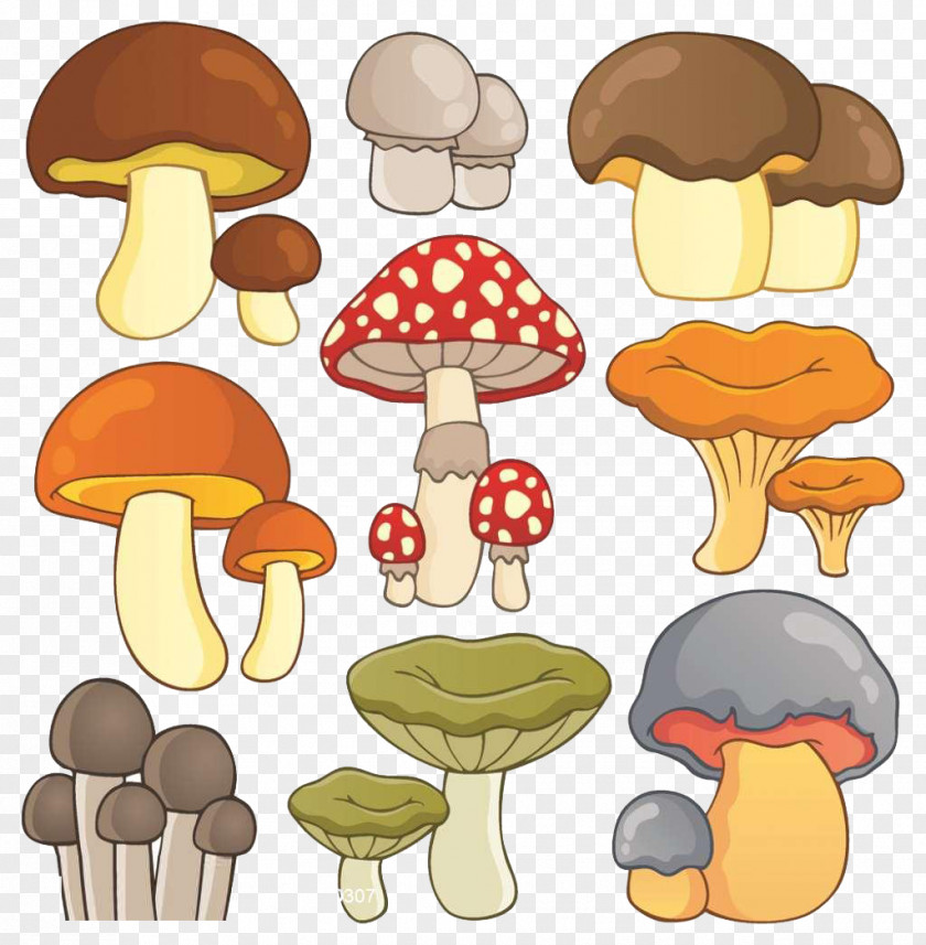 Mushroom,lovely,Cartoon,color Mushroom Drawing Illustration PNG