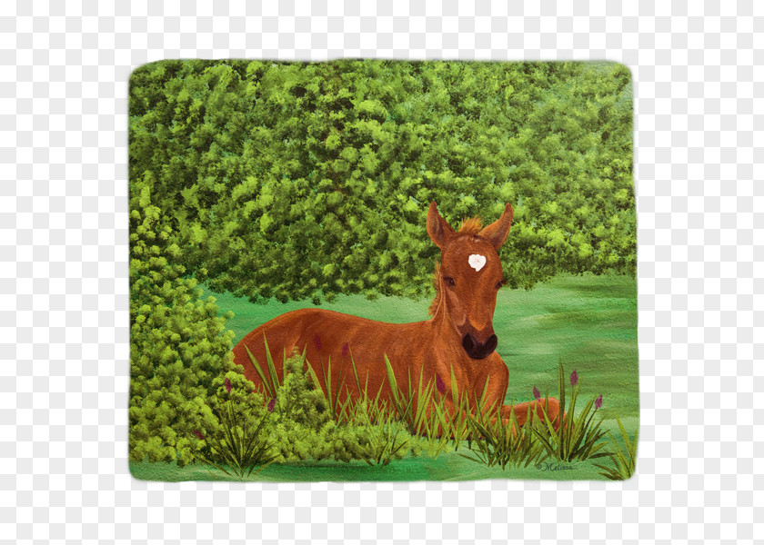 Mustang Mare Foal Blanket Pack Animal PNG