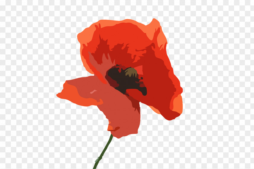 Poppy Australia Common Flower PNG