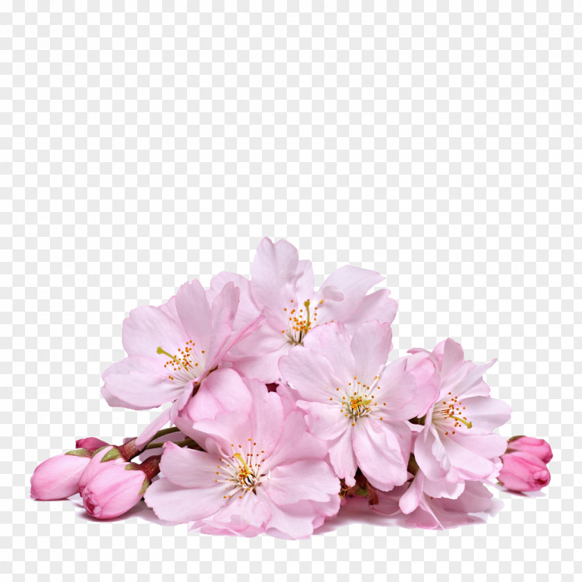 Sakura Creative Cherry Blossom Flower PNG