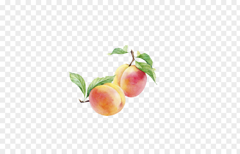 Watercolor Painted Peach Fruit Painting Auglis PNG