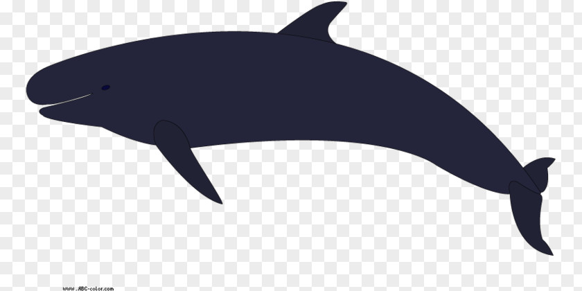 Whale Fish Cartoon PNG