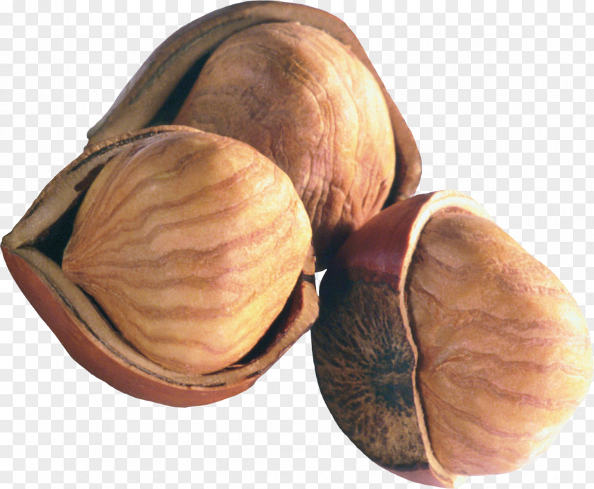 Acorn Chestnut Peanut Hazelnut Nuts PNG