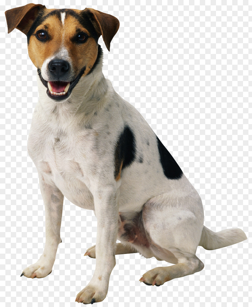 Dogs Dog Puppy Clip Art PNG