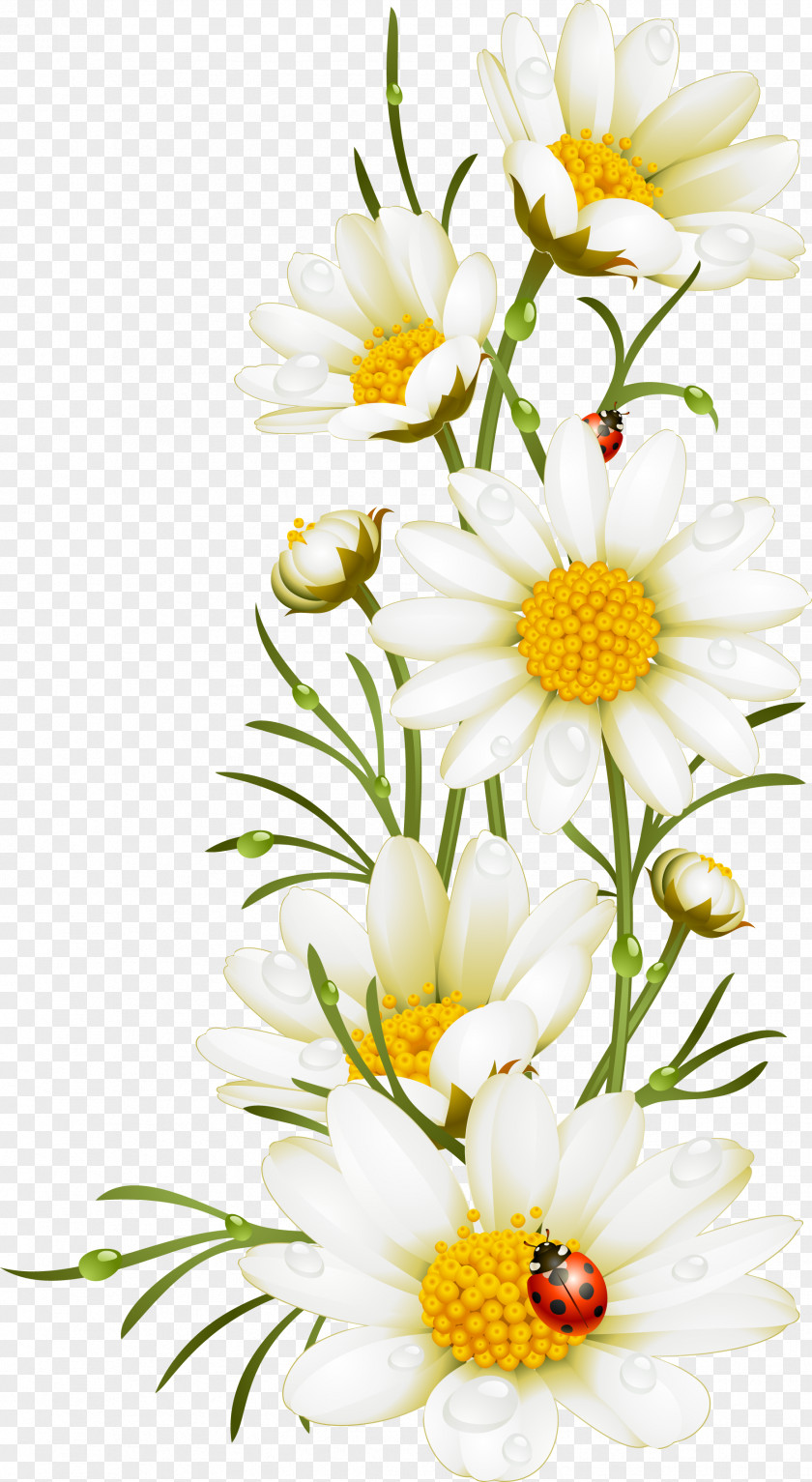 Hand Painted White Flowers Poppy Flower Chamomile Illustration PNG