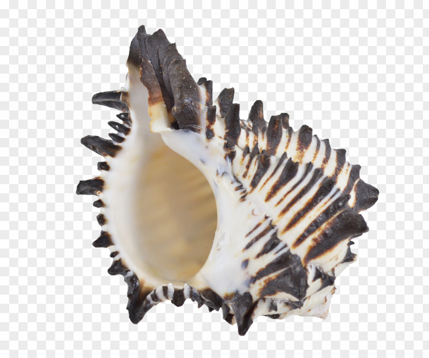 Seashell Murex Cockle Oyster Conch PNG