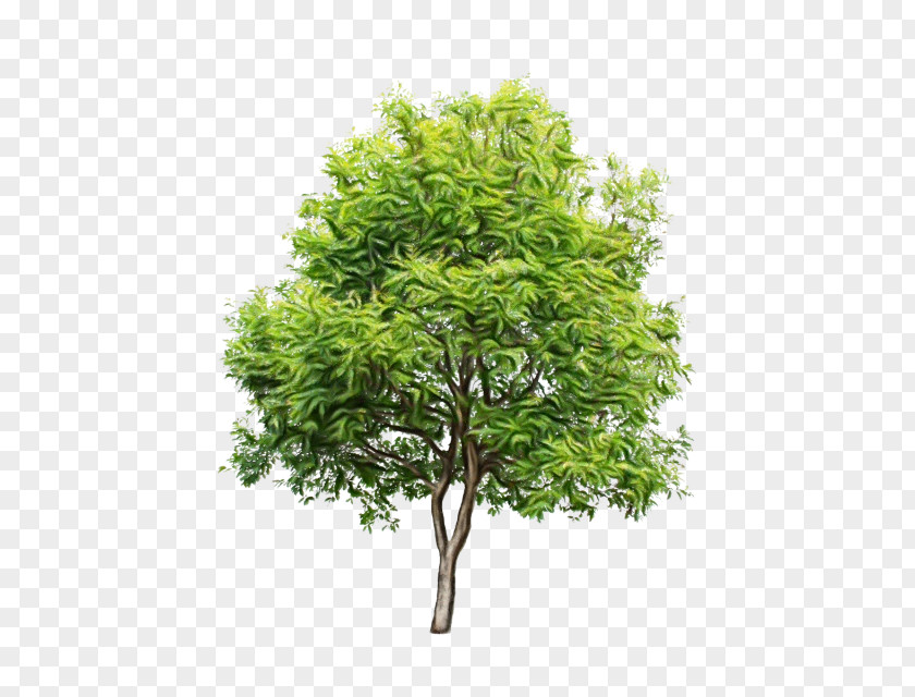 Tree Royalty-free Shrub Forest PNG