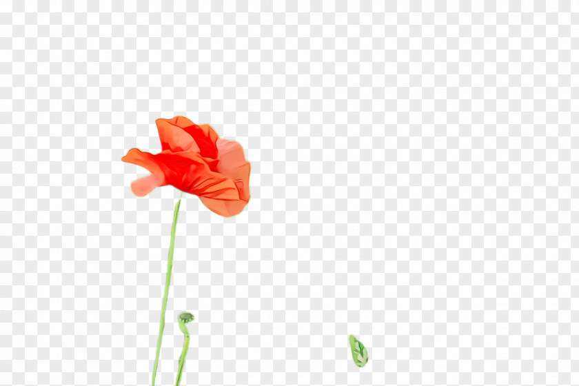 Wildflower Bud Blossom Background PNG