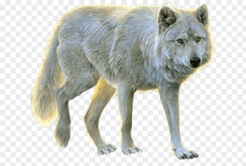 Dire Wolf Size Wikipedia Arctic Aniu Dog Image PNG