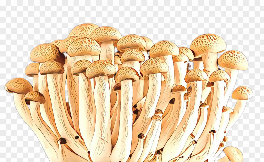 Mushroom Pleurotus Eryngii Champignon Edible Enokitake PNG
