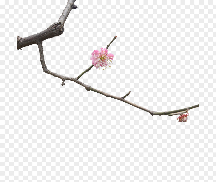 Plum Flower Twig Blossom Branch PNG